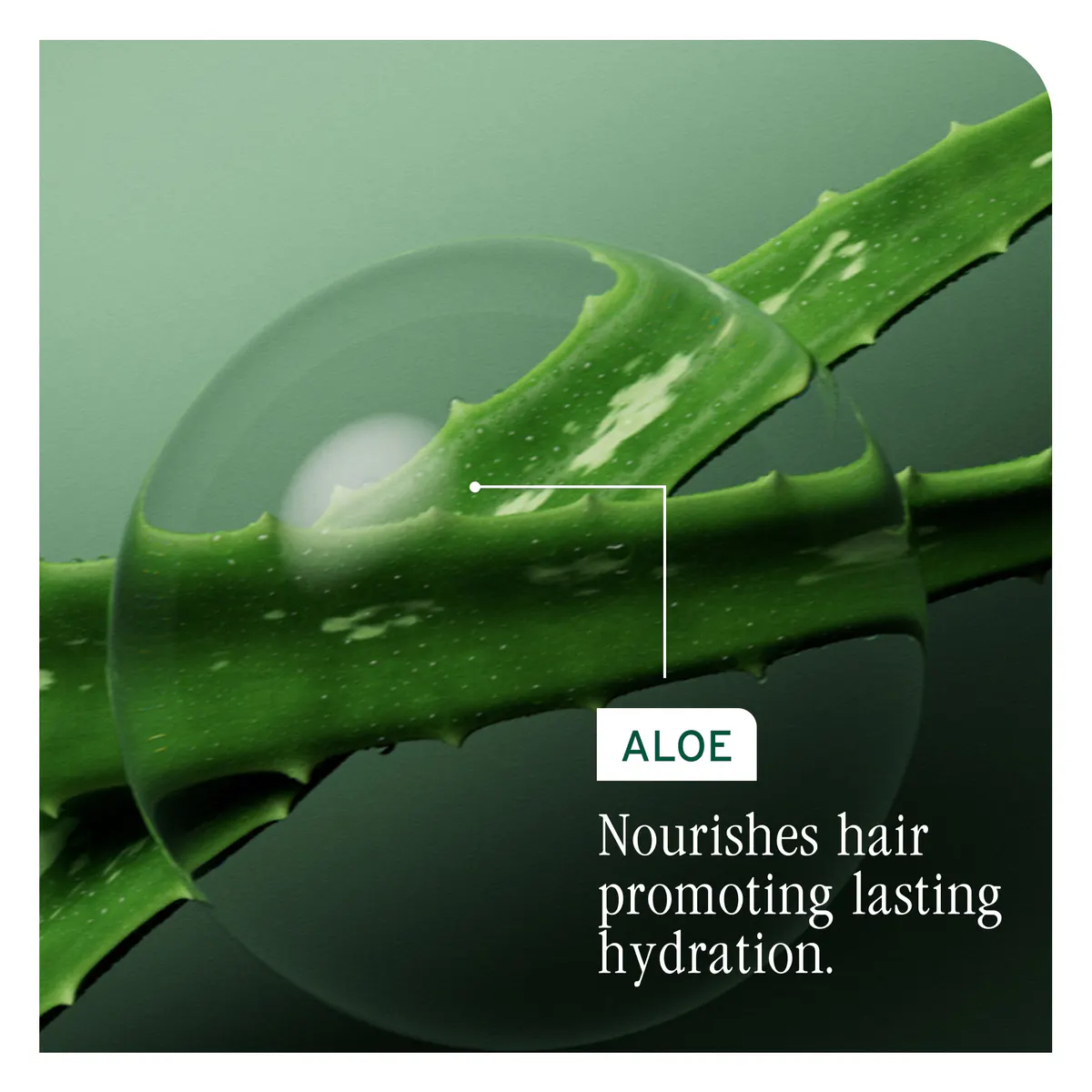 Biolage Hydra Source Shampoo Refill 500ml, view 7